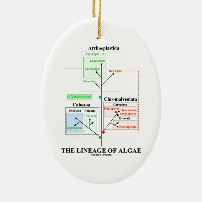 Ornement En Céramique La lignée de la biologie évolutionnaire d'algues (Dos)