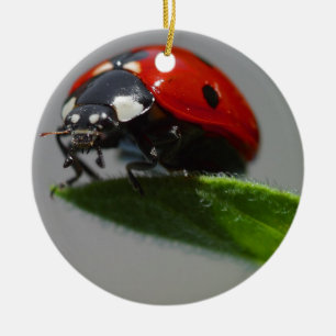 Ornement En Céramique L'art des amateurs de Ladybug