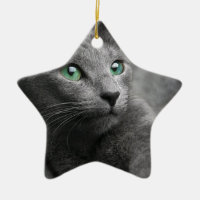 Le regard bleu russe de chat observe l'animal