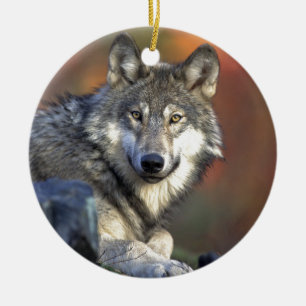 Ornement En Céramique Loup Gris
