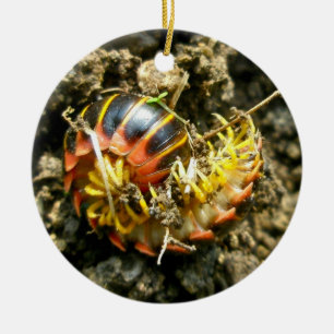 Ornement En Céramique Millipede Polydesmida (Sigmoria aberrans)