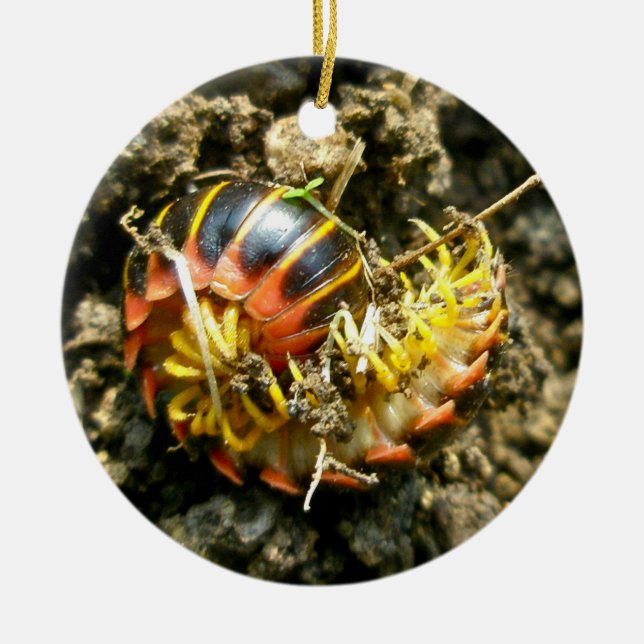 Ornement En Céramique Millipede Polydesmida (Sigmoria aberrans) (Devant)