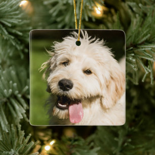 Ornement En Céramique Panneaux de coquelicot de Goldendoodle