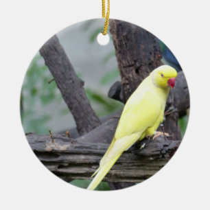 Ornement En Céramique Perruche étranglée d'anneau jaune de Lutino dans