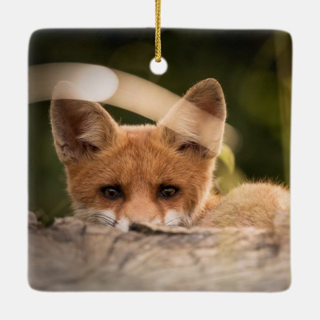 Ornement En Céramique Photo de Cute Little Orange Fox (Dos)