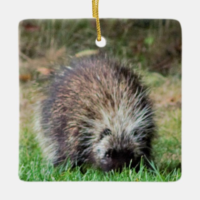Ornement En Céramique Porcupine à Ricketts Glenn (Devant)