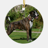 Position Brindle d'exposition canine de boxeur