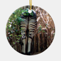 Postérieur d'okapi