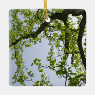 Ornement En Céramique Recherche de l'arbre du peuplier de printemps