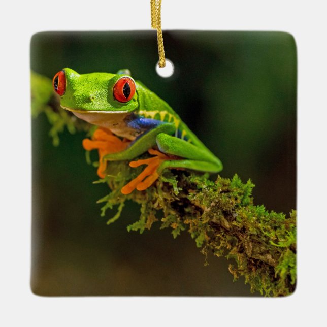 Ornement En Céramique Red Eyed Tree Frog Photo (Devant)