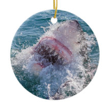 Requin dans l'eau