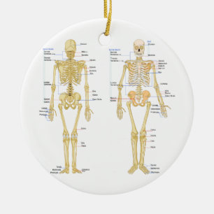 Ornement En Céramique Squelette humain marqué diagramme d'anatomie
