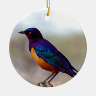 Ornement En Céramique Starling Lamprotornis Hildebrandt de Hildebrandt