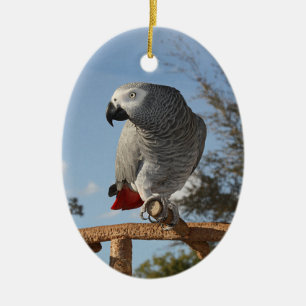 Ornement En Céramique Superbe perroquet gris africain