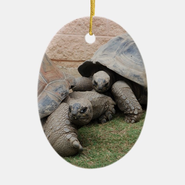 Ornement En Céramique tortues géantes (Devant)