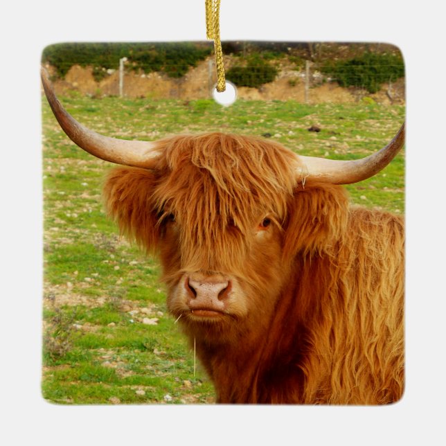 Ornement En Céramique Vache écossaise des Highlands (Devant)