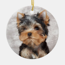 Yorkie merveilleux