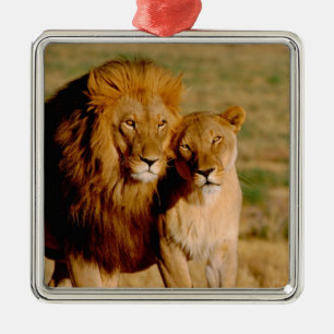 Ornement En Métal Afrique, Namibie, Okonjima. Lion & Lion