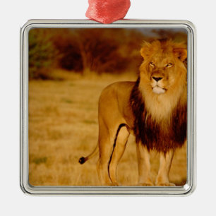 Ornement En Métal Afrique, Namibie, Okonjima. Lion mâle solitaire