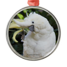 Amusante Vagues D'Oiseaux De Cockatoo Au Sulfure