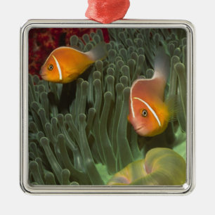Ornement En Métal Anemonefish rose dans l'actinie de Magnificant