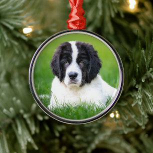 Ornement En Métal Animaux de bébés cutest   Newfoundland Puppy