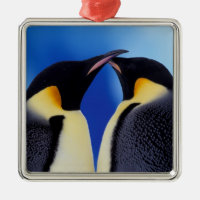 Antarctique, Manchots empereurs