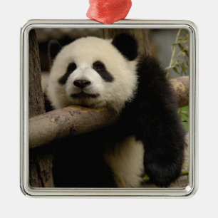 Ornement En Métal Bébé panda géant (Ailuropoda melanoleuca)