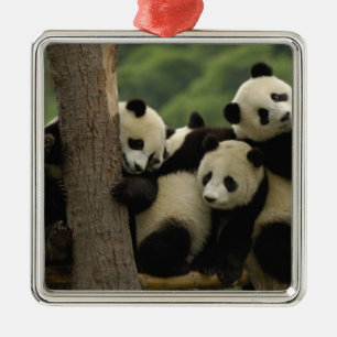 Ornement En Métal Bébés de panda géant Ailuropoda melanoleuca)
