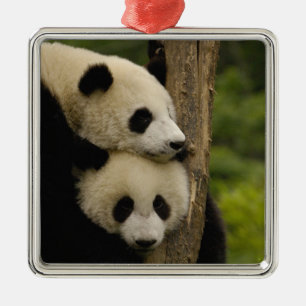 Ornement En Métal Bébés pandas géants (Ailuropoda melanoleuca)