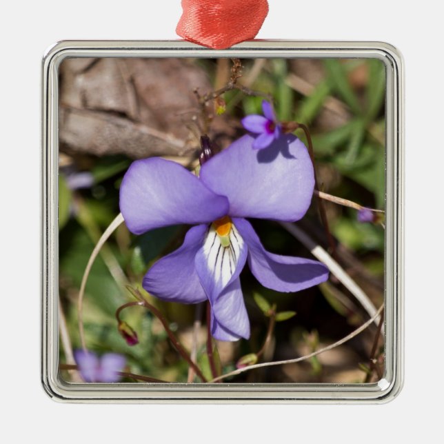 Ornement En Métal Birds-Foot Violet w/ Bluets (Devant)