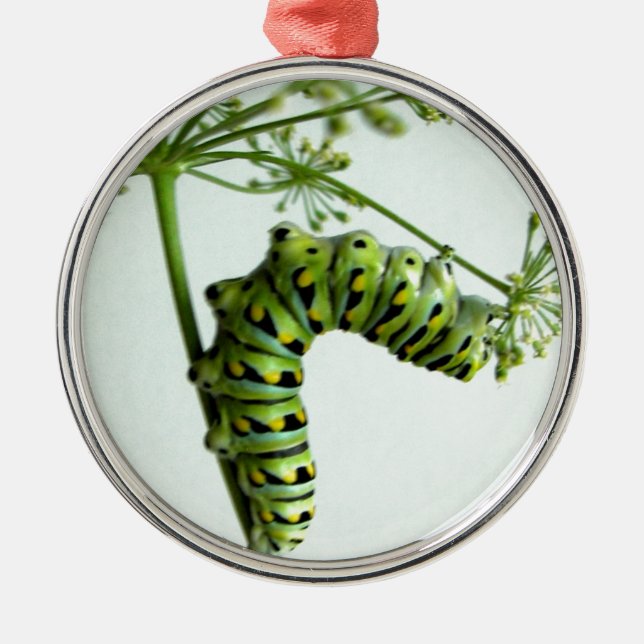 Ornement En Métal Black Swallowtail Caterpillar mangeant du persil (Devant)