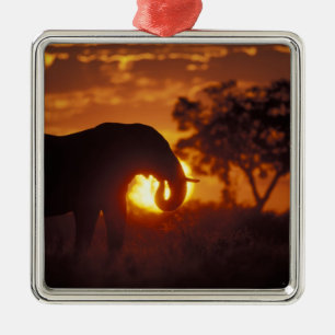 Ornement En Métal Botswana, parc national de Chobe, éléphant mâle