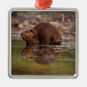 Ornement En Métal castor, Castor canadensis, va nager