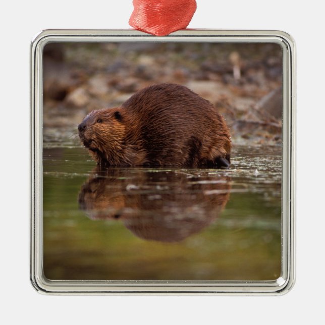 Ornement En Métal castor, Castor canadensis, va nager (Devant)