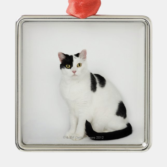 Ornement En Métal Chat blanc avec les taches noires (Devant)