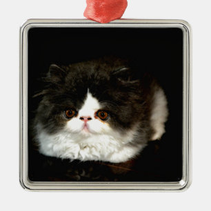 Ornement En Métal Chat chaton blanc noir mignon