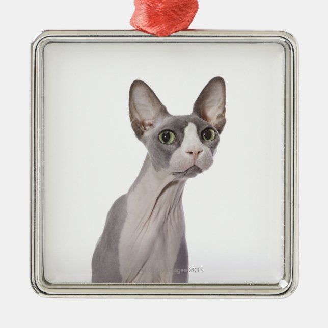 Ornement En Métal Chat de Sphynx avec l'expression étonnée (Devant)
