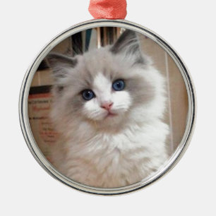 Ornement En Métal Chaton Cutie de Ragdoll