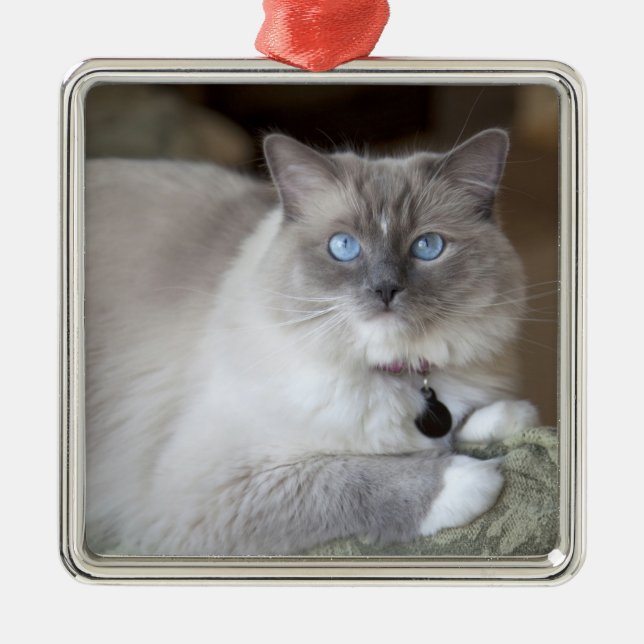 Ornement En Métal Chatte Ragdoll (Devant)