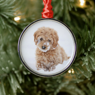Ornement En Métal Chiot De Goldendoodle Avec La Neige À La Face