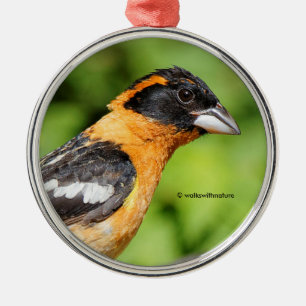 Ornement En Métal Closeup de Grosbeak à tête noire