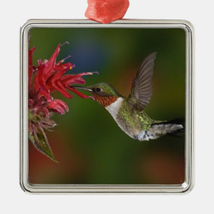 Ornement En Métal Colibri à gorge rubis mâle