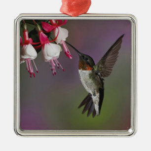Ornement En Métal Colibri à gorge rubis mâle, Archilochus
