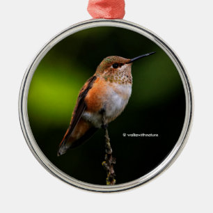 Ornement En Métal Colibri roux mignon sur arbre fruitier