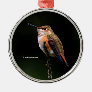 Ornement En Métal Colibri roux mignon sur arbre fruitier