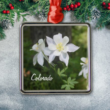 Colorado Colorado Colorado White Columbine