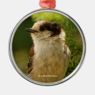 Ornement En Métal Cute gris Jay Whiskeyjack Songbird