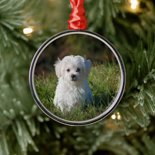 Ornement En Métal Cute white puppy (Arbre)