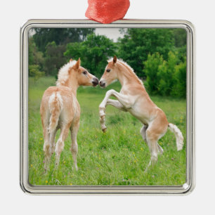 Ornement En Métal Élevage mignon de poulains de chevaux de Haflinge